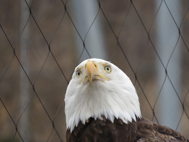 Free Eagle Bald photo and picture