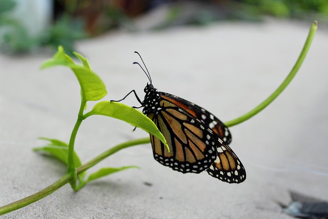 Free Monarch Butterfly photo and picture