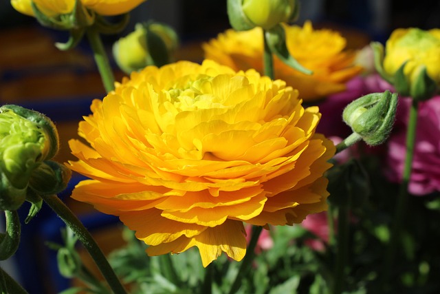 Free Pink Nature photo and picture