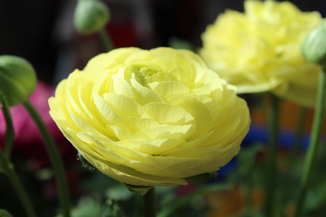 Free Rose White photo and picture