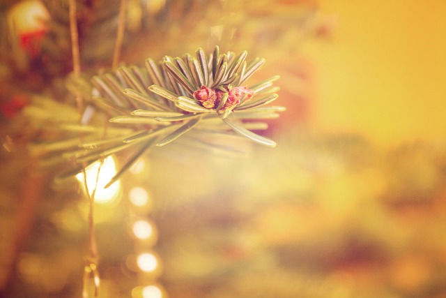 Free Christmas Tree photo and picture