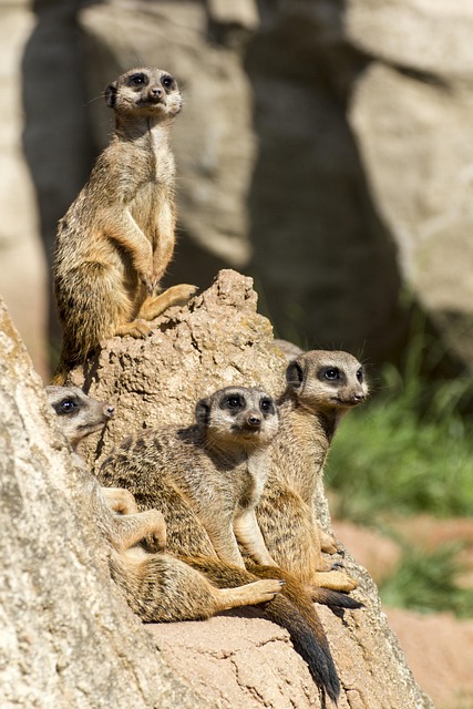 Free Meerkat Zoo photo and picture