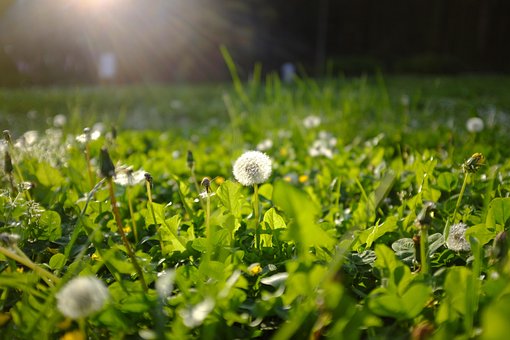 Free Flower Flower Wallpaper photo and picture