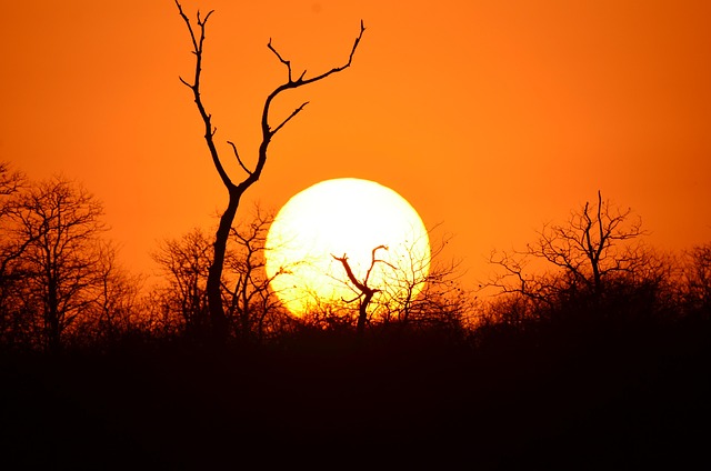 Afrika, Sonnenuntergang, Baum, Himmel