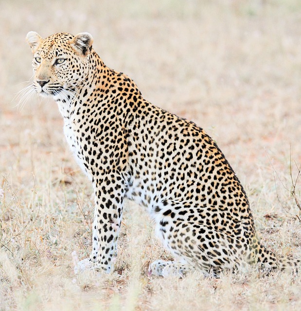Leopard, Afrika, Safari, Katze, Raubtier