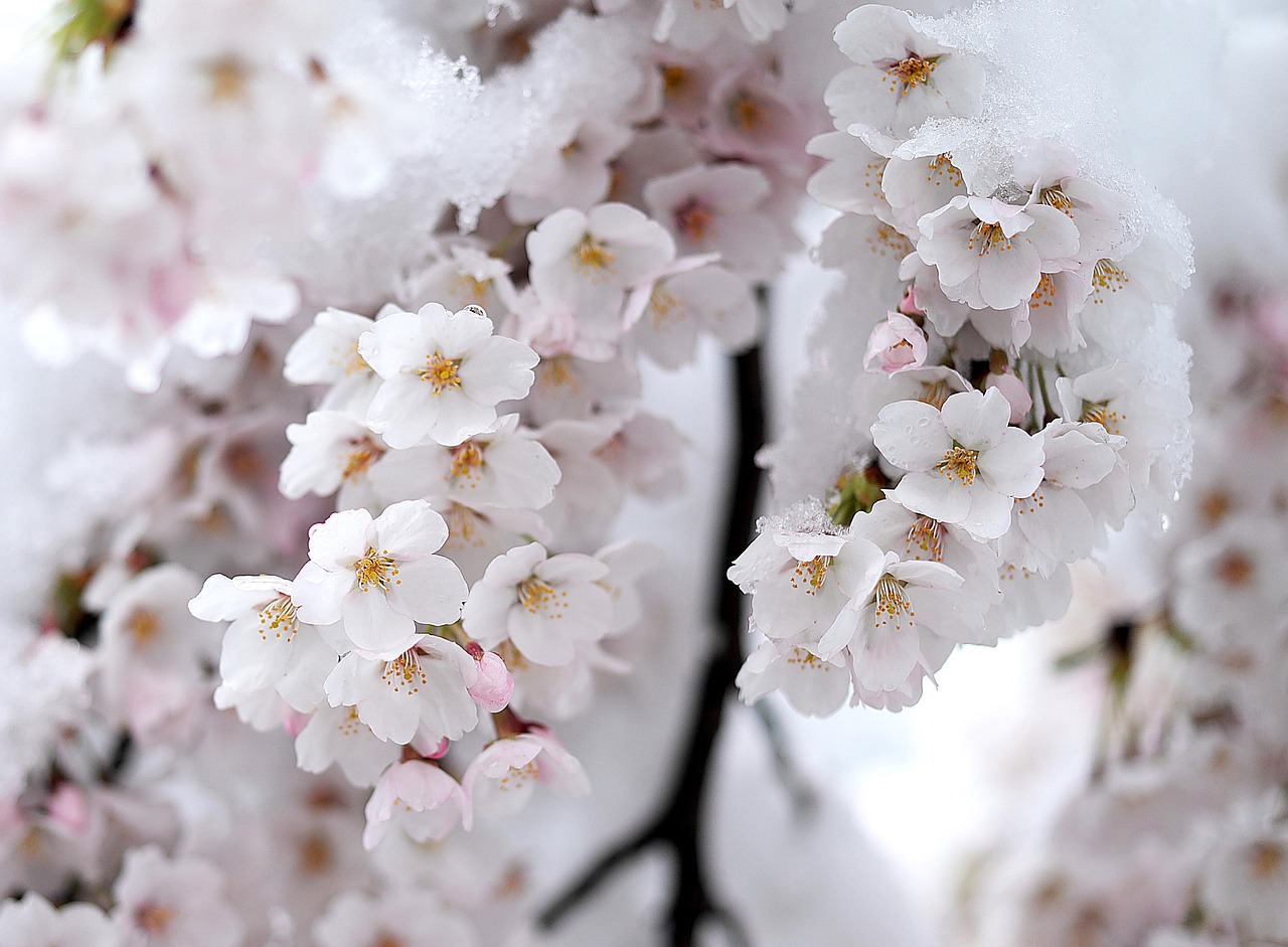 Snow Spring Beautiful - Free photo on Pixabay - Pixabay