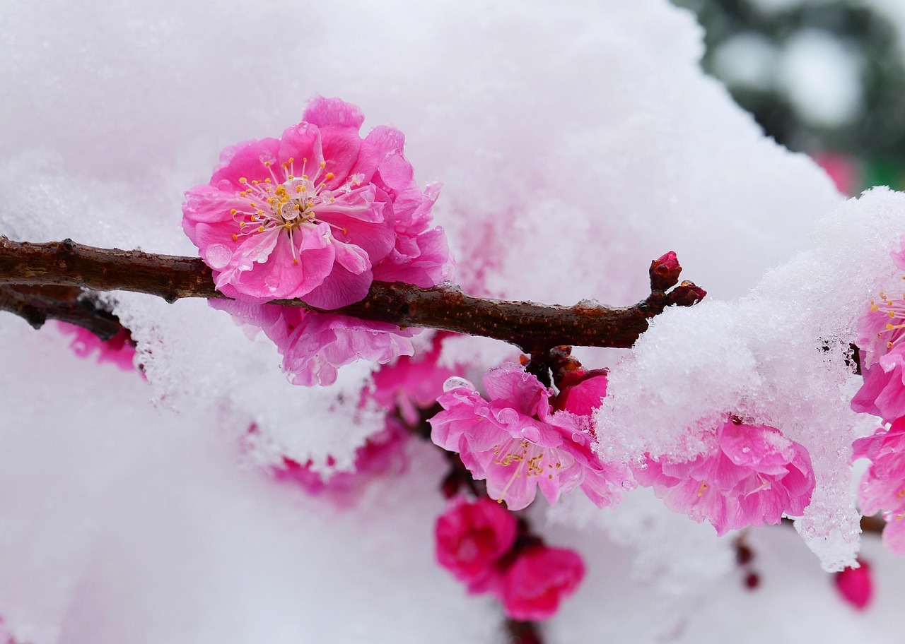 Snow Spring Beautiful - Free photo on Pixabay - Pixabay