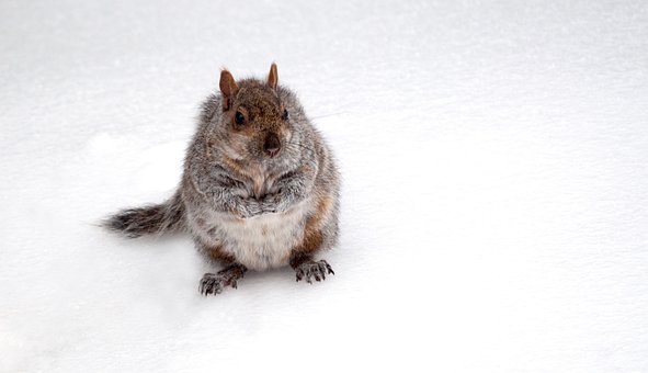 Free Animal Squirrel photo and picture