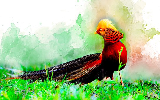 Free Watercolor Bird illustration and picture