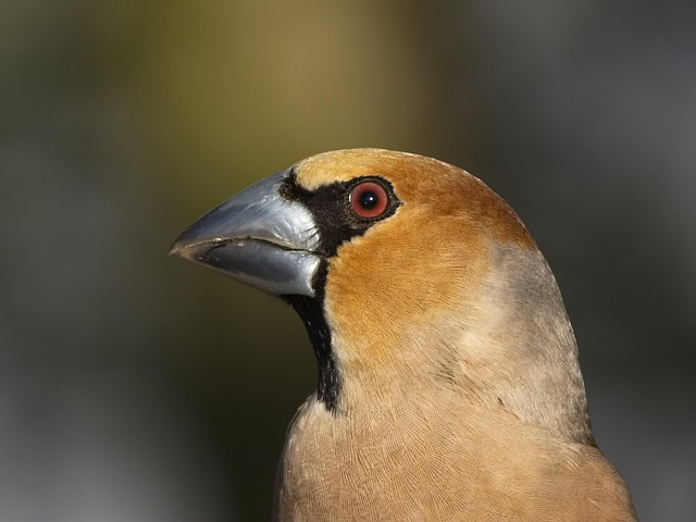 Free Grosbeak Fink King photo and picture