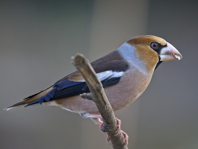 Free Grosbeak Fink King photo and picture