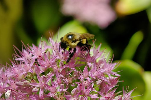 Free Bumblebee Bumble Bee photo and picture
