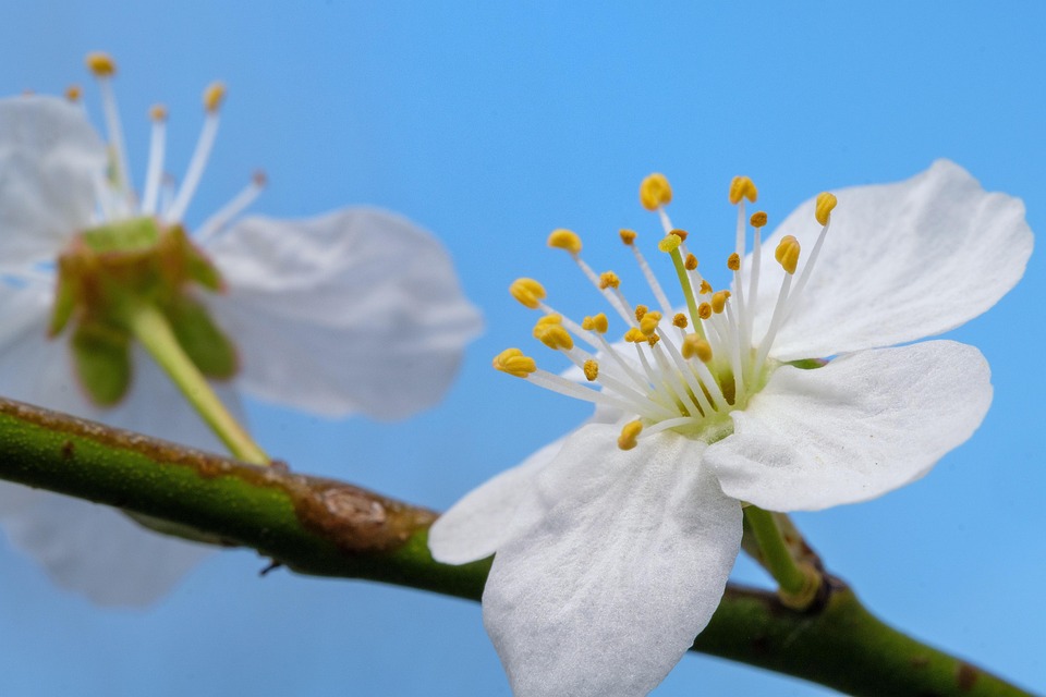 Cherry Blossom Bloom - Free photo on Pixabay