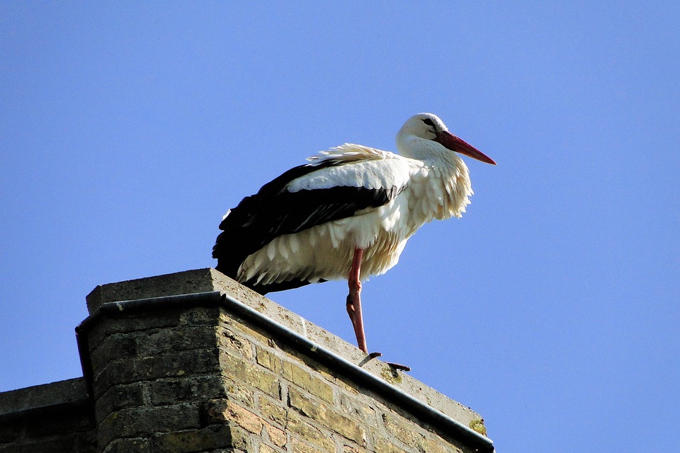 Cigogne Animal Oiseau - Photo gratuite sur Pixabay