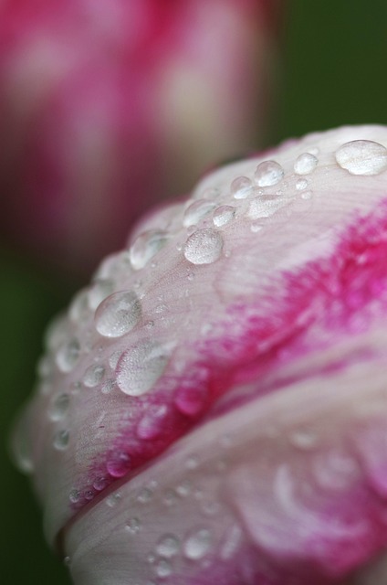 Macro, Fechar-Se, Agua, Gotas, Primavera