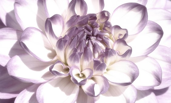 Free Floral Garden photo and picture