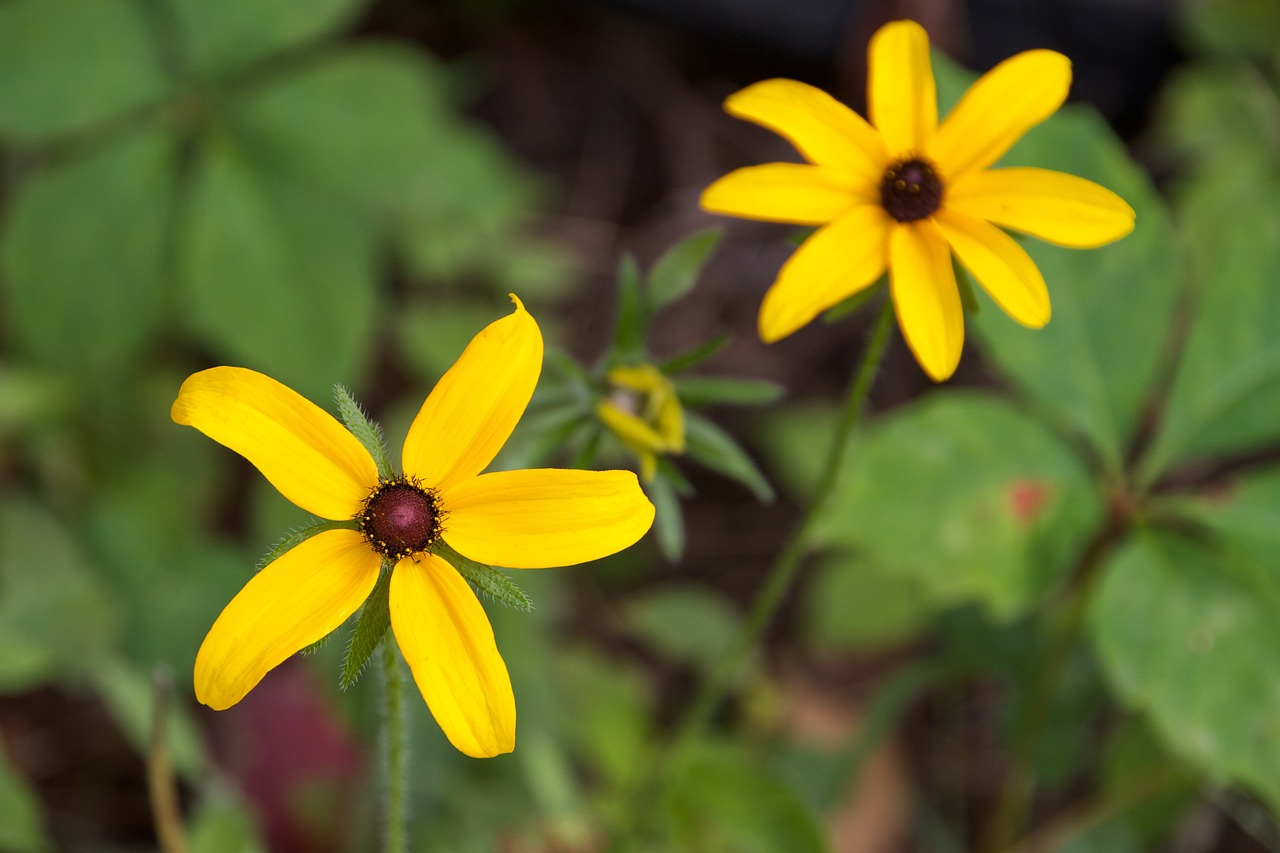 Flower Pedals Yellow Free photo on Pixabay Pixabay