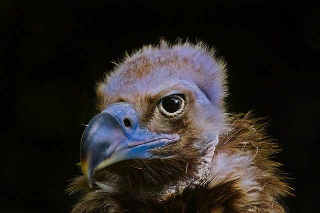 Free Vulture Black photo and picture
