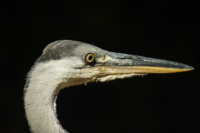Free Heron Bird photo and picture