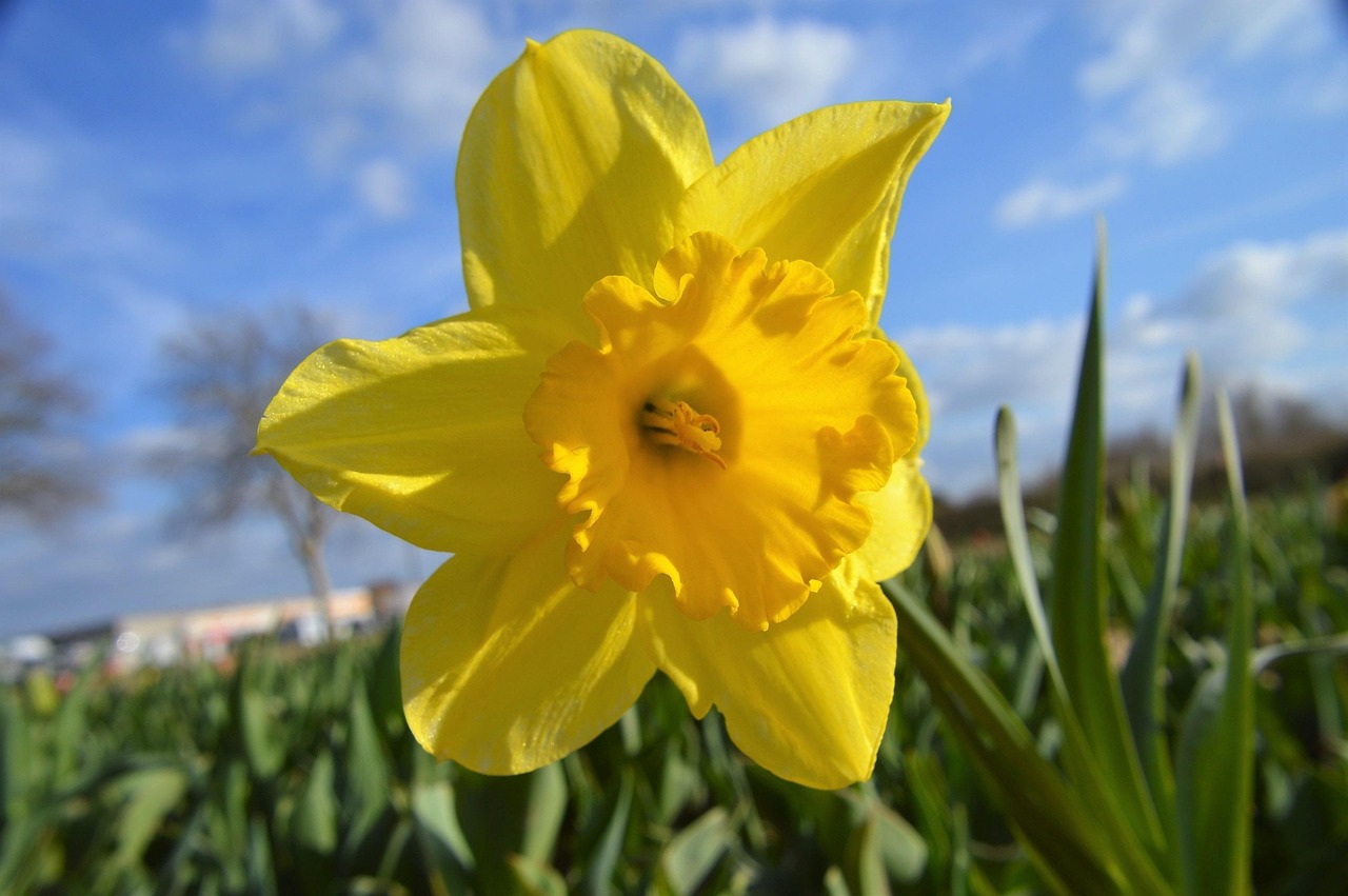 Daffodil - free online jigsaw puzzle photo