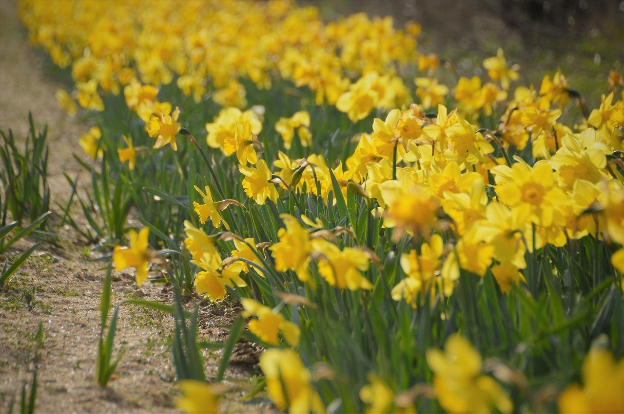 Daffodil - free online jigsaw puzzle photo