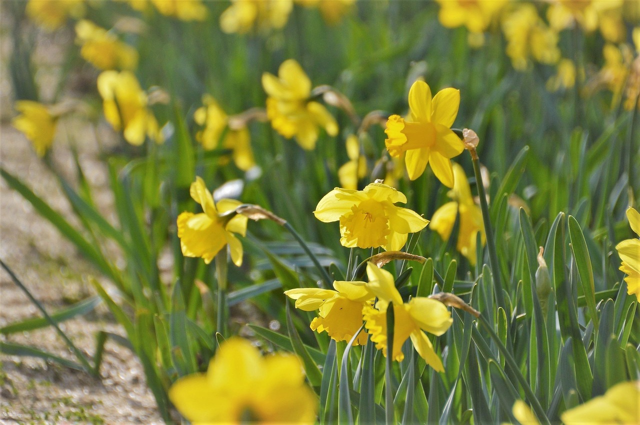 Daffodil - free online jigsaw puzzle photo