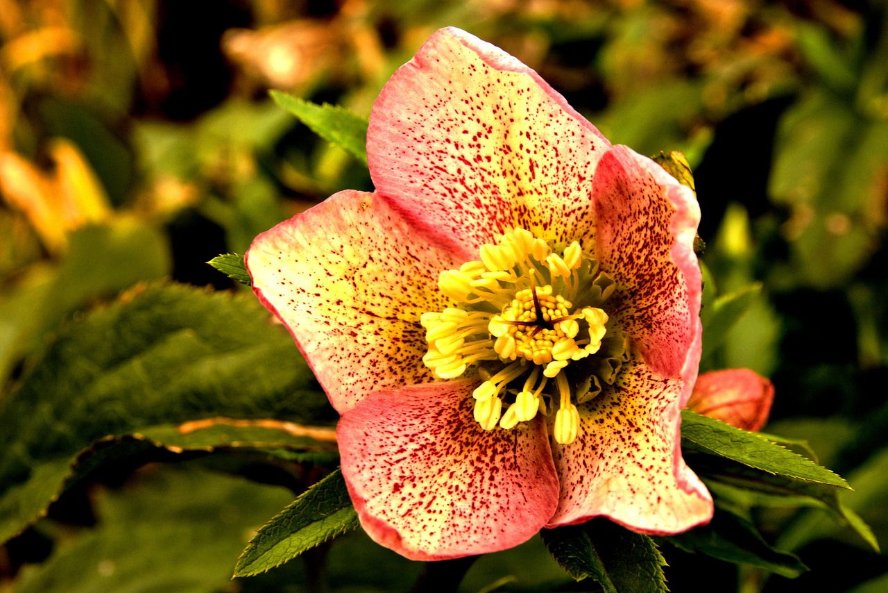 Fleur Nature Fleurir Le - Photo gratuite sur Pixabay - Pixabay