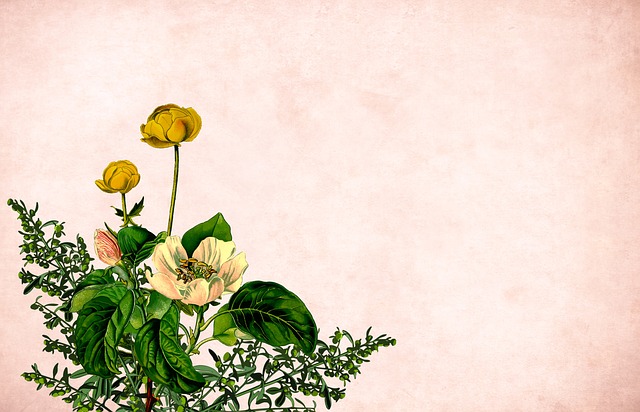 Blomst, Blomster, Baggrund, Grænse