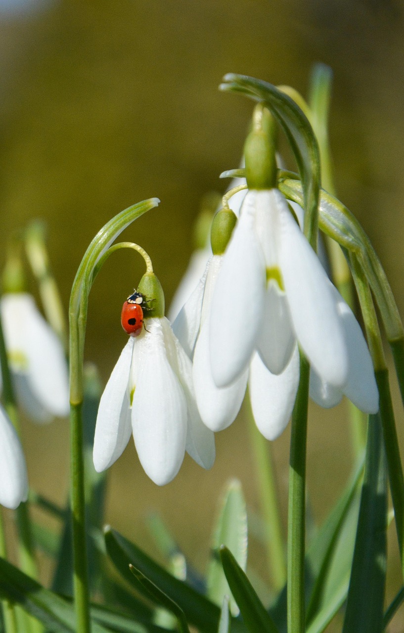Natur, Schneeglöckchen, Feder, Blume