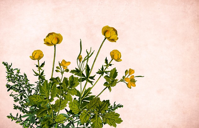 Blomst, Blomster, Baggrund, Grænse