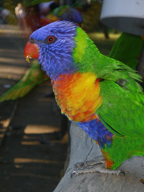 Free Bird Parrot photo and picture