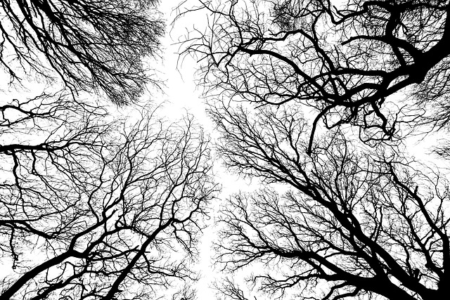 Free tree branch nature illustration
