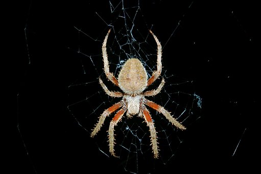 Free Spider Arthropod photo and picture