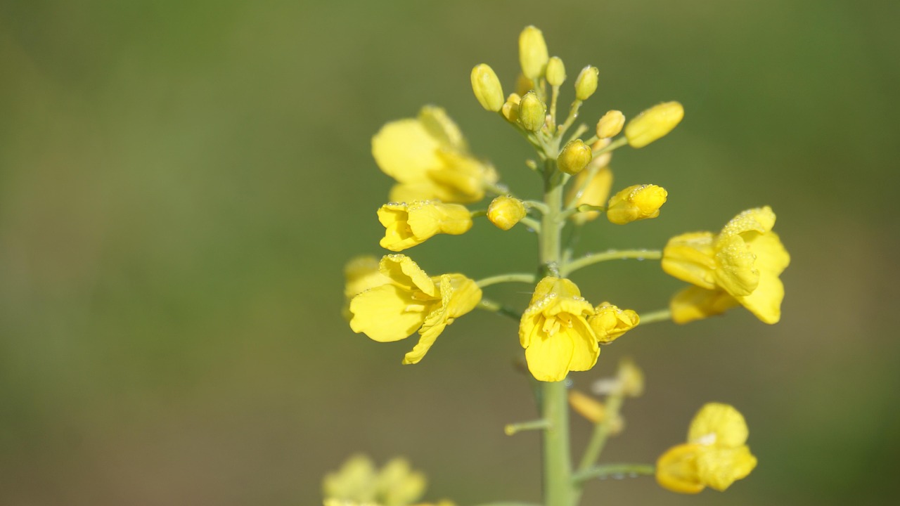 Colza Crucífero Cultivo Aceite De - Foto gratis en Pixabay