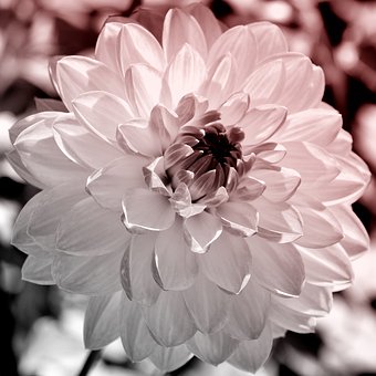 Free Flower Floral photo and picture