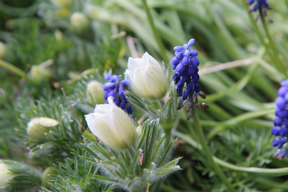 Floare Spring Spring Flowering Flowers - Free photo on Pixabay
