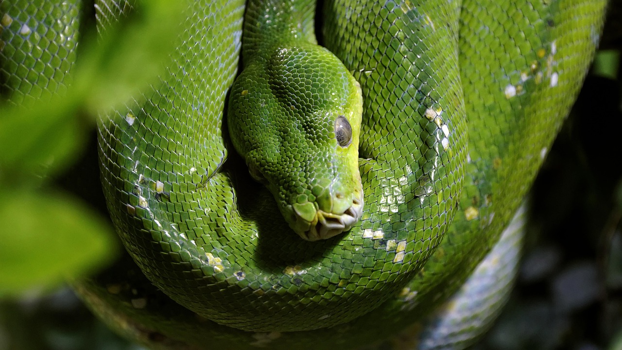 Tree Python Green House Of The Sea - Free photo on Pixabay - Pixabay
