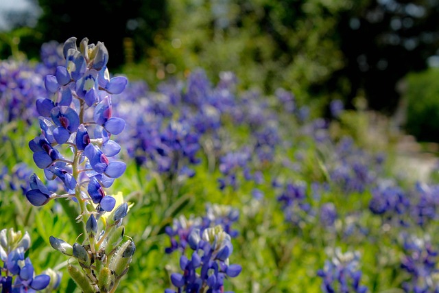 Bluebonnet, Wildflower, Texas, Forår