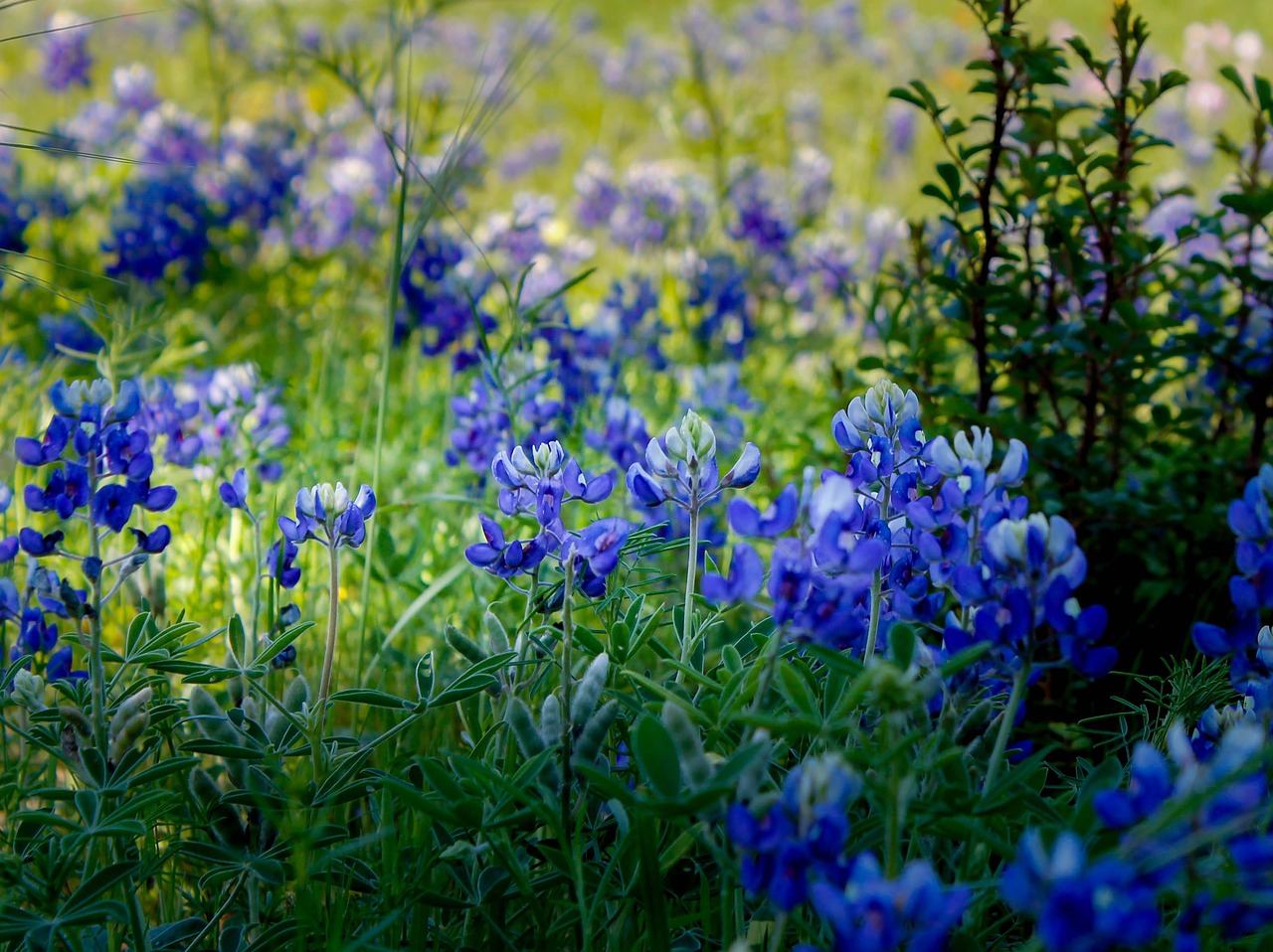 Palmesøndag, Blå, Bluebonnet, Blomst