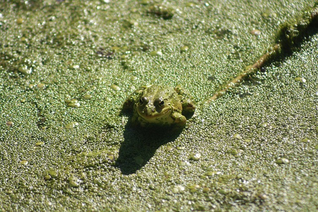 Rã, Animal, Lago, Verde, Natureza