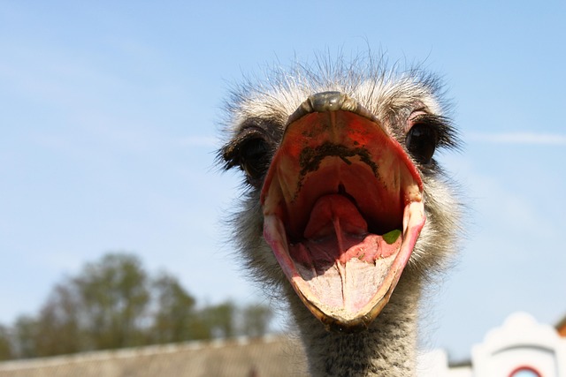 Free Ostrich Nervous System photo and picture