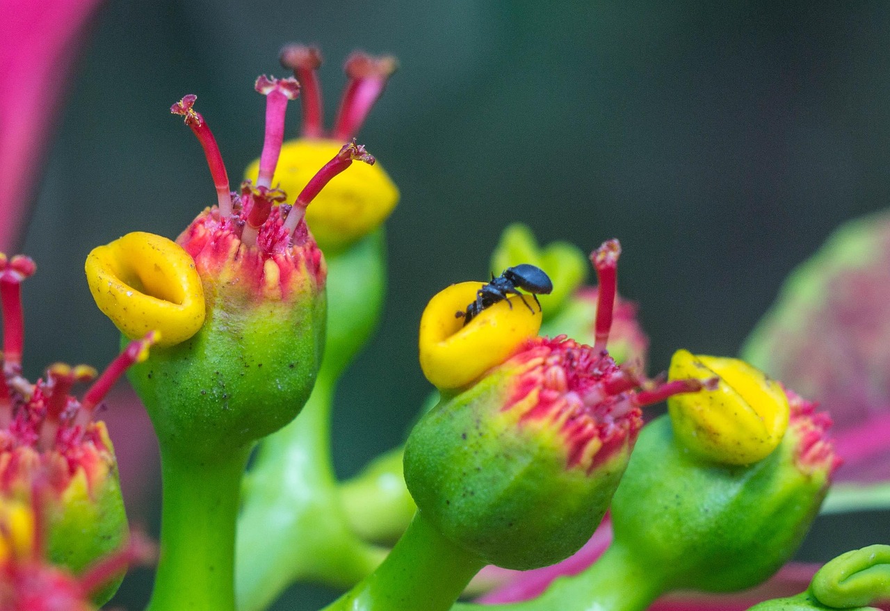Ant Flower Nature Free photo on Pixabay Pixabay