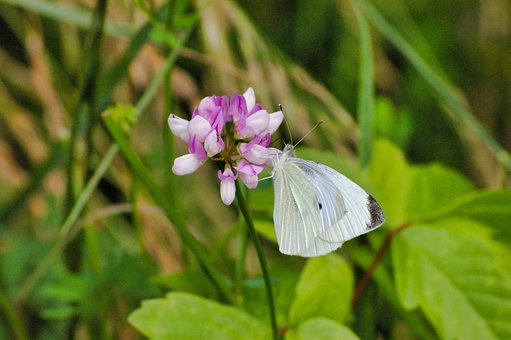 Free Butterfly Flower Background photo and picture
