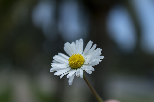 Free Flower Daisy photo and picture