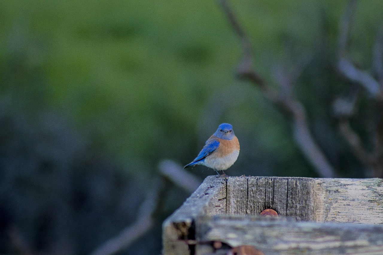 bird-blue-feather-free-photo-on-pixabay