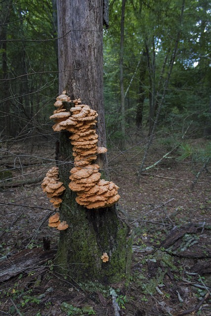Free Mushroom Forest photo and picture