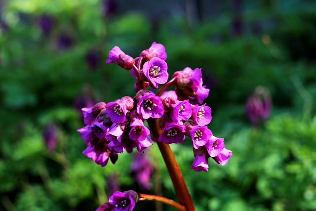 50+ Free Bergénia & Bergenia Images - Pixabay