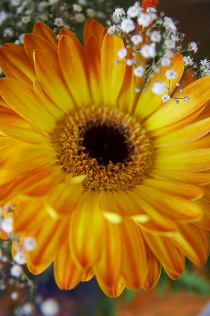 Free Flowers Art photo and picture