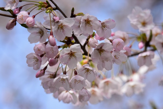 Free Natural Flower Background photo and picture