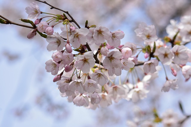 Free Natural Landscape photo and picture